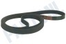 White Knight Poly-V-snaar 1810 J8 TEM CL763 764